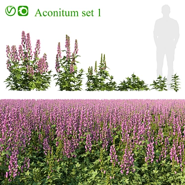 Aconitum Set 1 Variety Kit 3D model image 1 