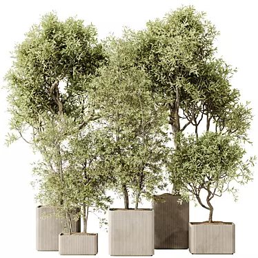 Assorted Indoor Olive Tree Set 3D model image 1 