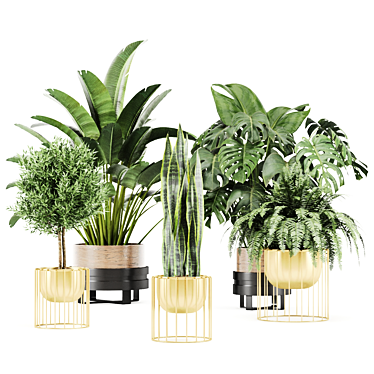 Indoor Plant set 02