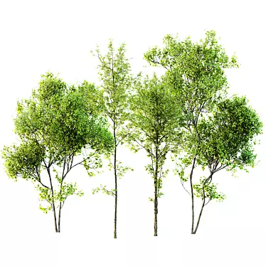 Mixed Tree 3D Models Pack 3D model image 1 