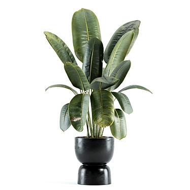 indoor plant 211