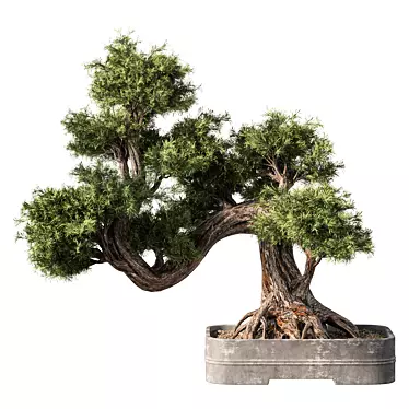 Zen Bonsai Tree Set 3D model image 1 