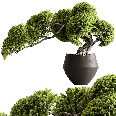 Zen Bonsai Tree in Pot 3D model image 1 