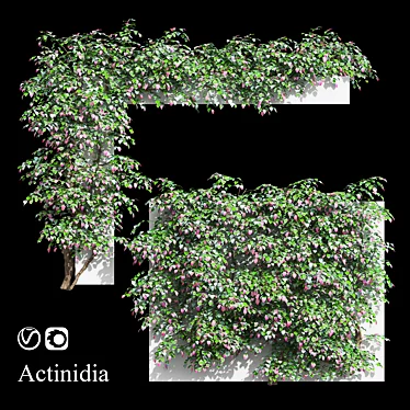 Actinidia vine