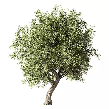 Elegant Olive Tree Sculpture Identity 3D model image 1 