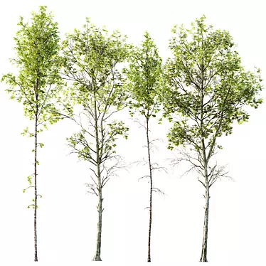 Spring Birch & Beech Trees 3D 3D model image 1 