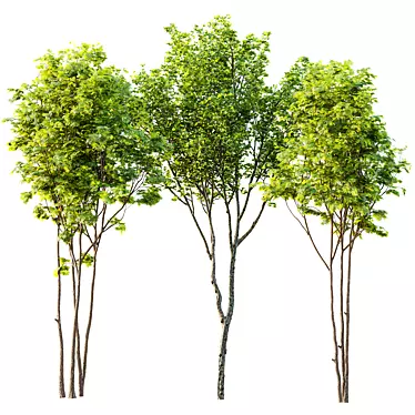  Spring Trees 3D Model Set 3D model image 1 