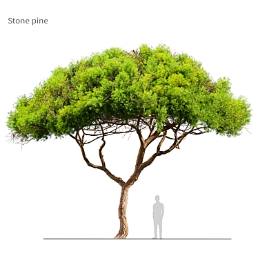 Majestic Stone Pine Tree Model 3D model image 1 