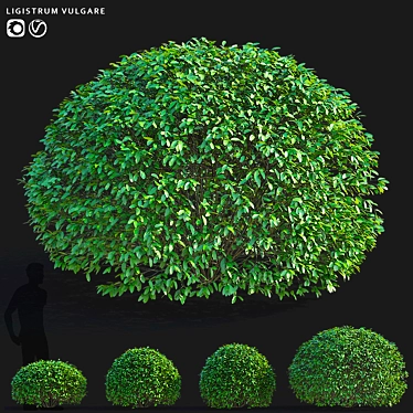 Ligustrum vulgare Ball Collection 3D model image 1 