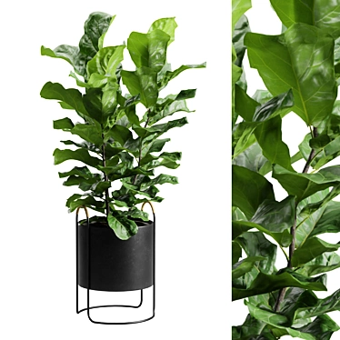 Ficus Lyrata: Dark Planter Décor 3D model image 1 