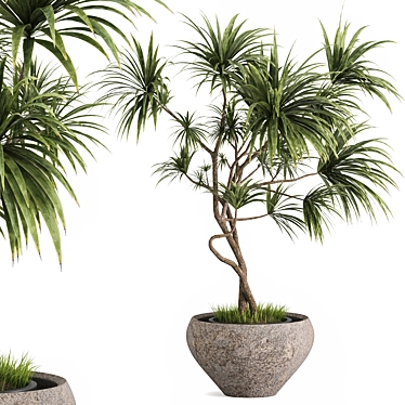 Realistic Dracaena & Schefflera Plants 3D model image 1 