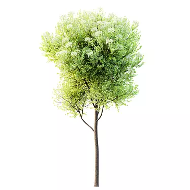 Teak Tectona Grandis HQ Tree 3D model image 1 