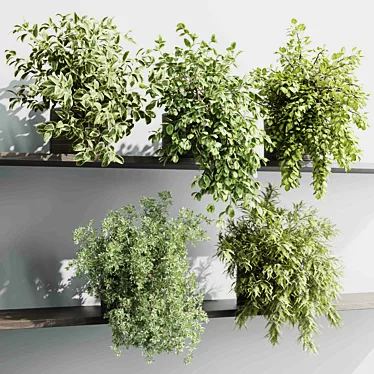 Hanging Plant Collection Indoor Decor 3D model image 1 