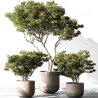 Russian Olive Tree in Pot 3D model image 1 