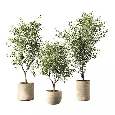 Elegant Olive Tree Indoor Set 3D model image 1 