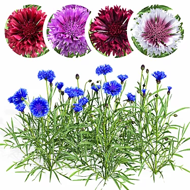 Centaurea 2018 Deluxe Flower Set 3D model image 1 