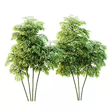 Therapeutic Bamboo Tree Models Pack 3D model image 1 