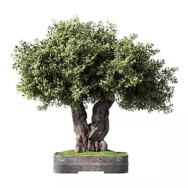 Zen Olive Bonsai Set.156 3D model image 1 