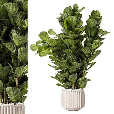 Fiddle Leaf Fig Ferm Living 3D model image 1 