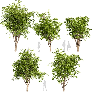 Premium Mulberry Tree 3D Model 3D model image 1 