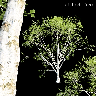 Russian Birch Tree Pack Vol 44 3D model image 1 