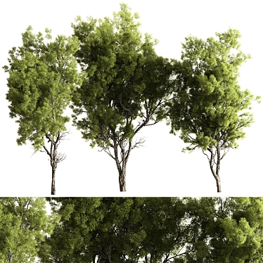 Evergreen Forest Needle Tree Set 3D model image 1 