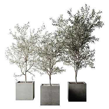 Realistic Olive Tree 3D Model 3D model image 1 