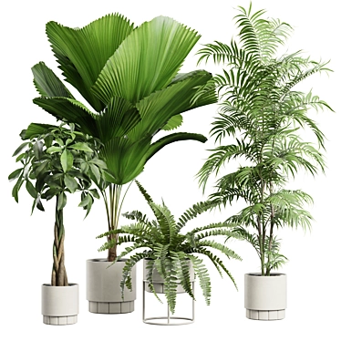 Indoor Plants Pack 71