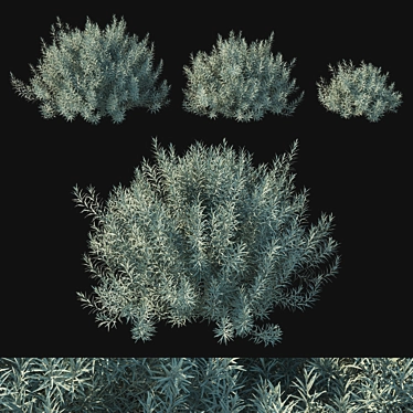 Ethereal Helichrysum 3D Model 3D model image 1 