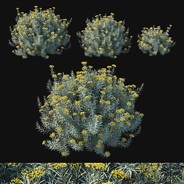 Premium Helichrysum italicum 3D Model 3D model image 1 