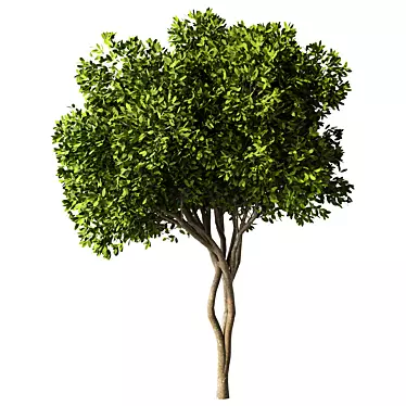 Elegant Tree Sculpture No.115 3D model image 1 