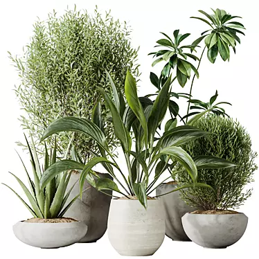 Indoor Plants Set 3D Models 3D model image 1 