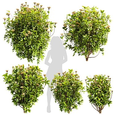 Premium Viburnum Tinus Shrub Model 3D model image 1 