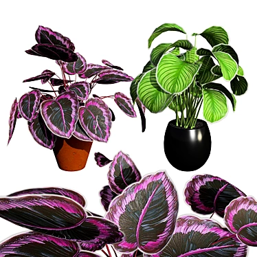 Tropical Calathea Dottie Houseplant Model 3D model image 1 