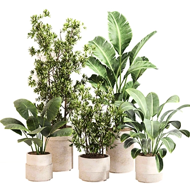 Indoor Plant Set 0122