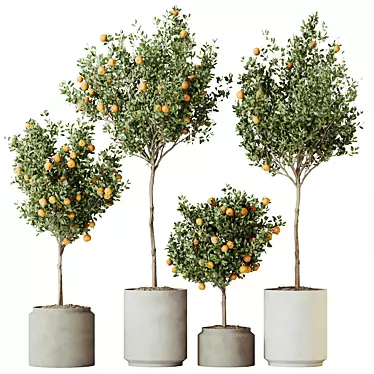 Calamondin Citrus Fruit Tree Set 3D model image 1 