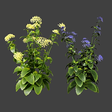 Meadow Wildflower 3D Models 3D model image 1 