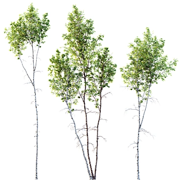 Betula Pendula Trio 3D Models 3D model image 1 