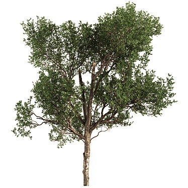 Populus Set of 326 Trees 3D model image 1 