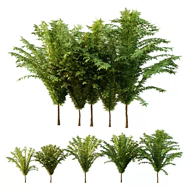 Cypress Bush Collection for 3D 3D model image 1 