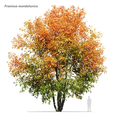 Fraxinus mandshurica 3