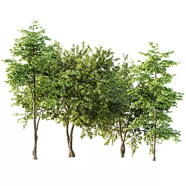 3D Summer Tree Model Collection 3D model image 1 