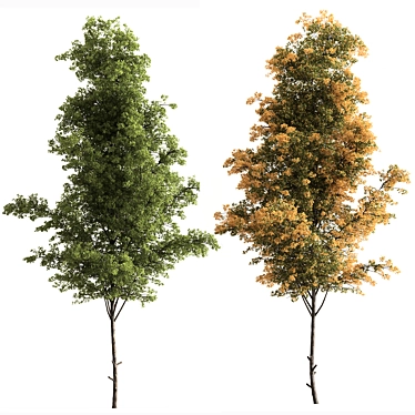 Fall Bliss Maple Tree Set 3D model image 1 