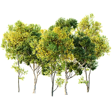 3D Autumn Tree Model Pack 3D model image 1 