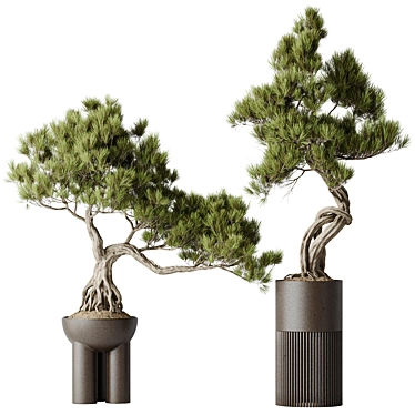  Bonsai Pine Thunbergii Set 3D model image 1 