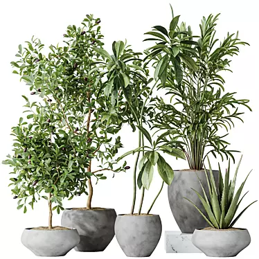 Indoor Plant Set 3D Models 3D model image 1 