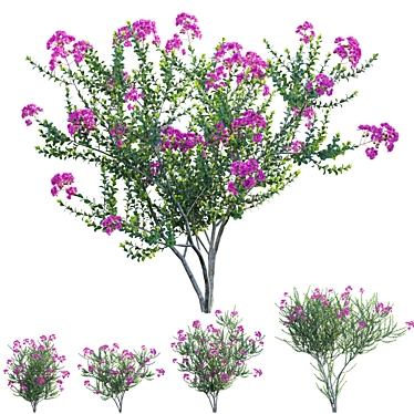 Lagerstroemia indica - Crepe Myrtle