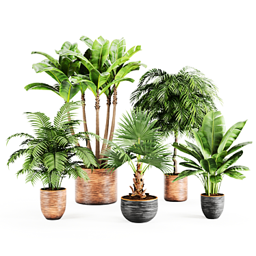 Indoor Plants Palm And Banana Set