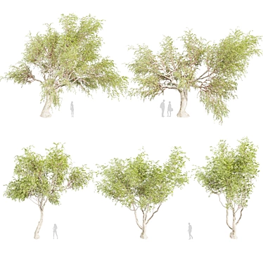 Premium Eucalyptus Camaldulensis Tree 3D model image 1 