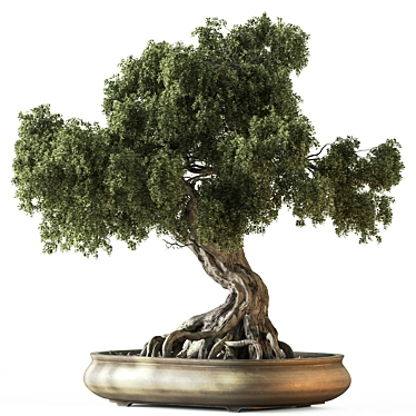 Zen Bonsai Plant Set 3D model image 1 